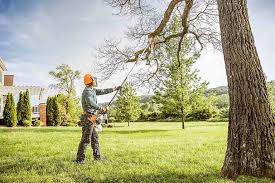 Professional Tree Services in North Fort Myers, FL